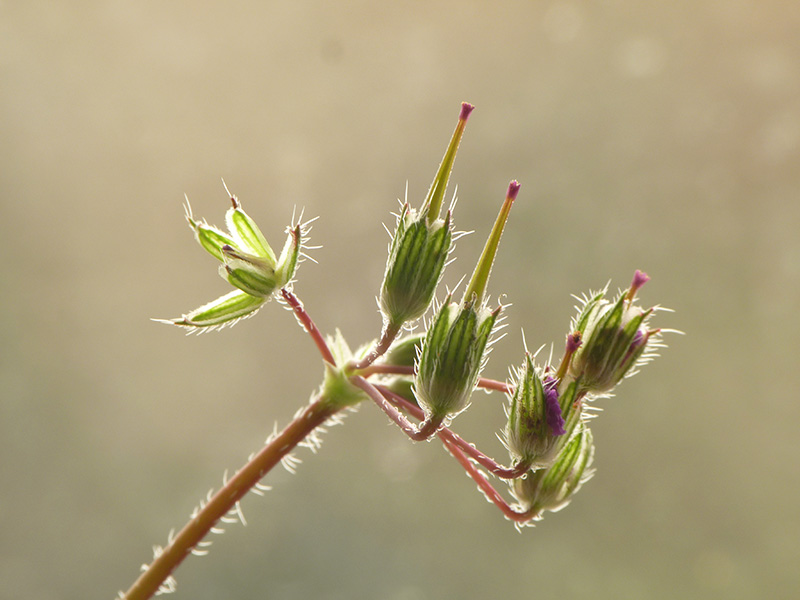 Erodium cicutarium / Becco di Gr comune